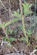 Image de Syncolostemon bolusii (N. E. Br.) D. F. Otieno