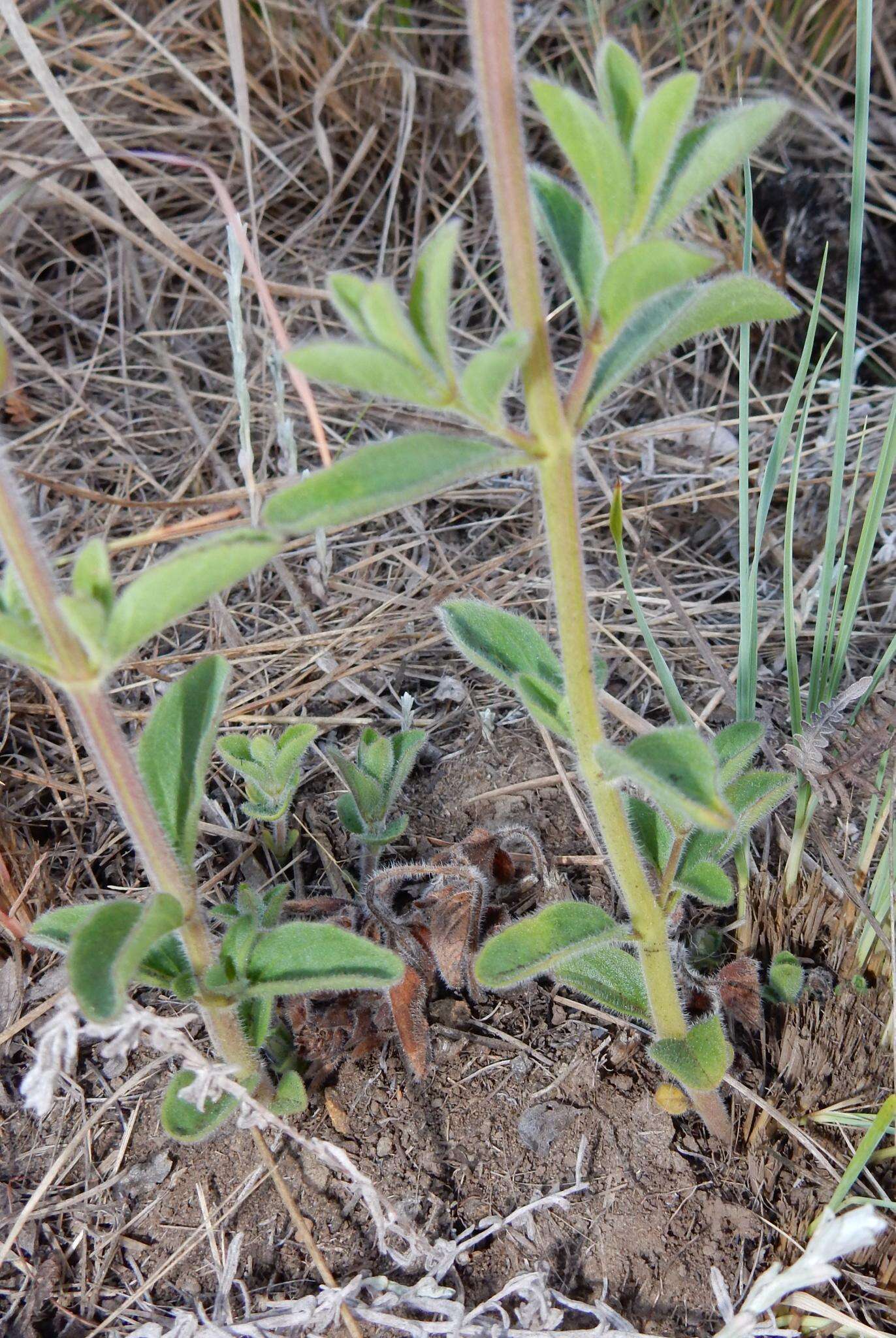 Image de Syncolostemon bolusii (N. E. Br.) D. F. Otieno