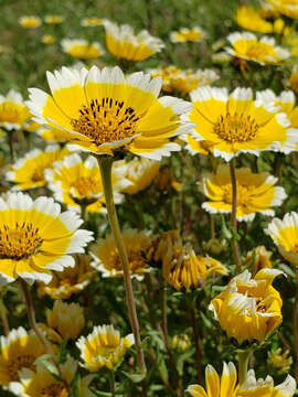 Слика од Layia chrysanthemoides (DC.) A. Gray