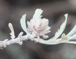 Image of Rhopalomyia florella Gagne 1983