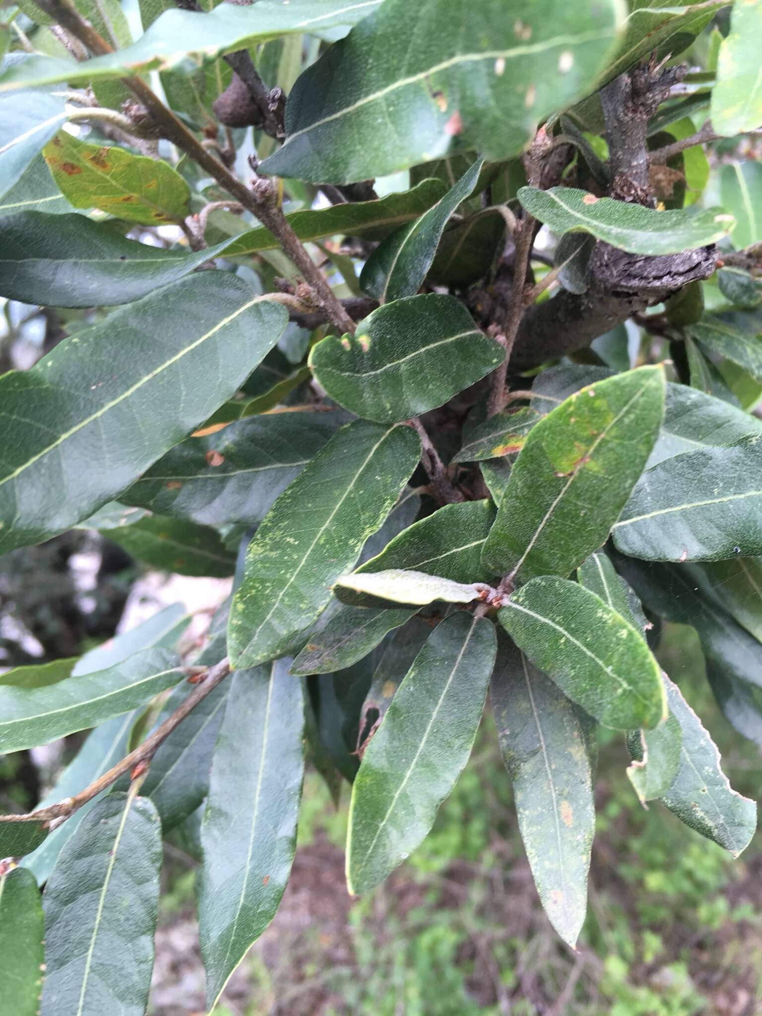 Image of Quercus mexicana Bonpl.