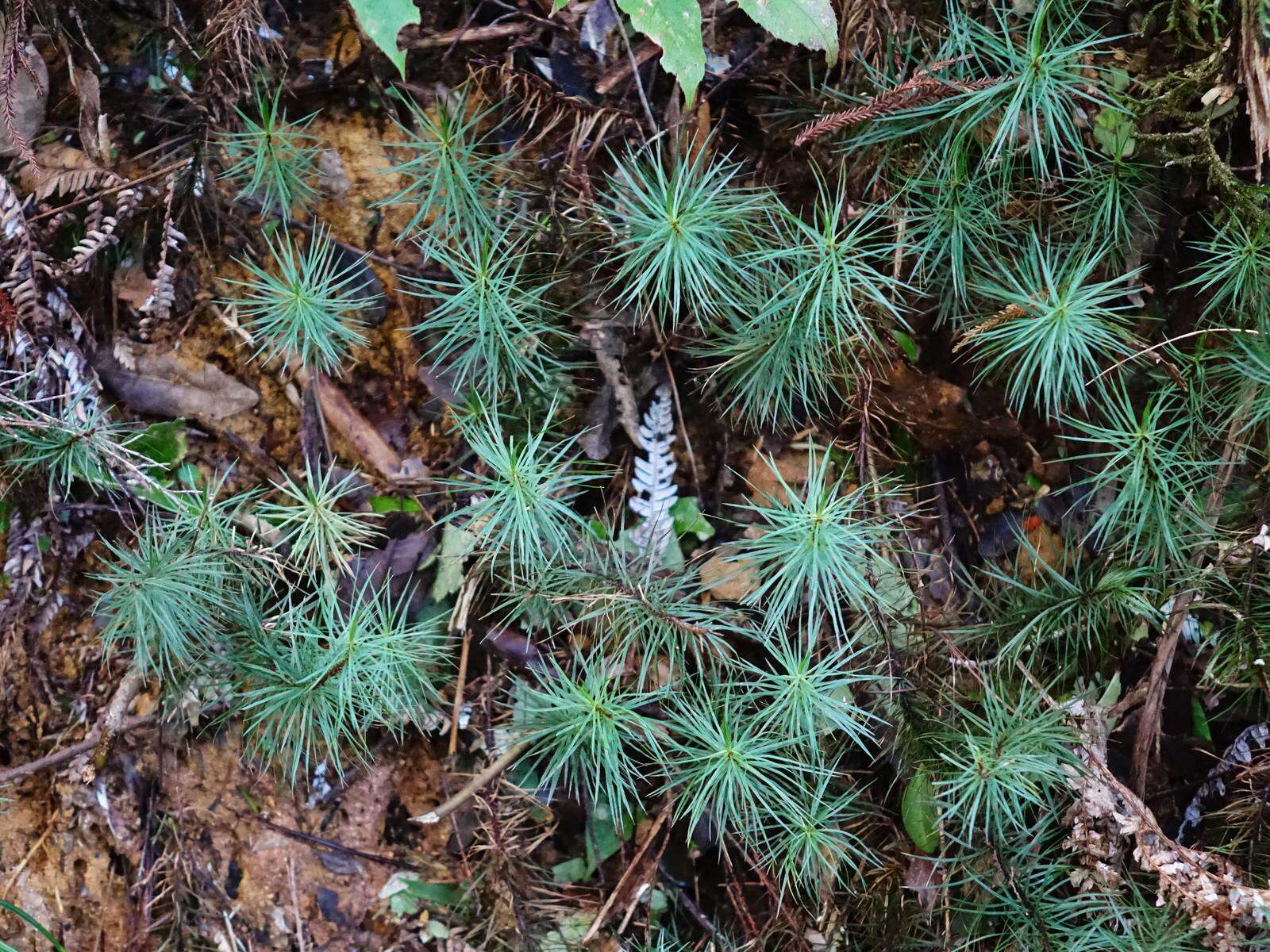 Image of Dawsonia superba Greville 1847