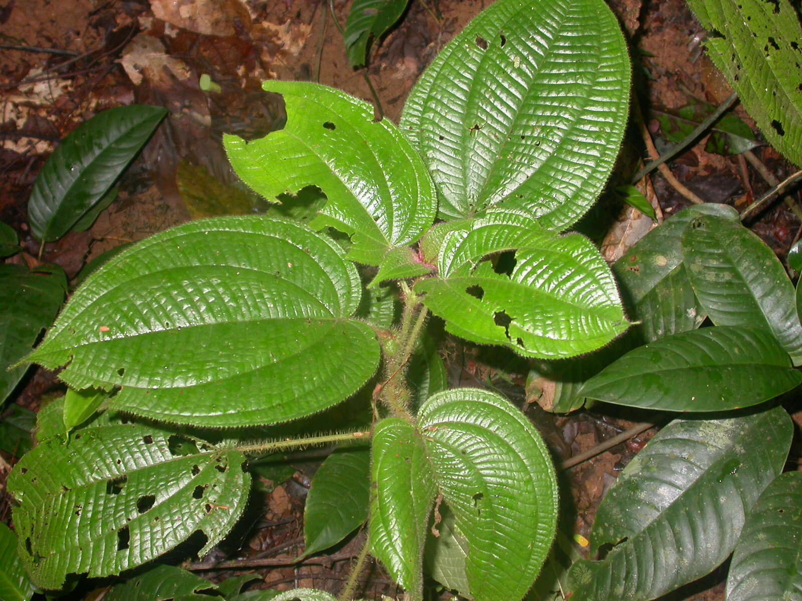 Image of Miconia crenulata