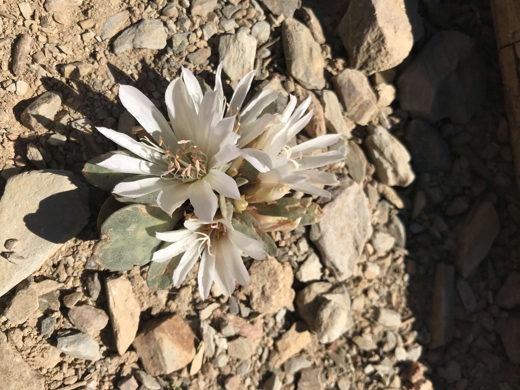 Image of Kellogg's lewisia