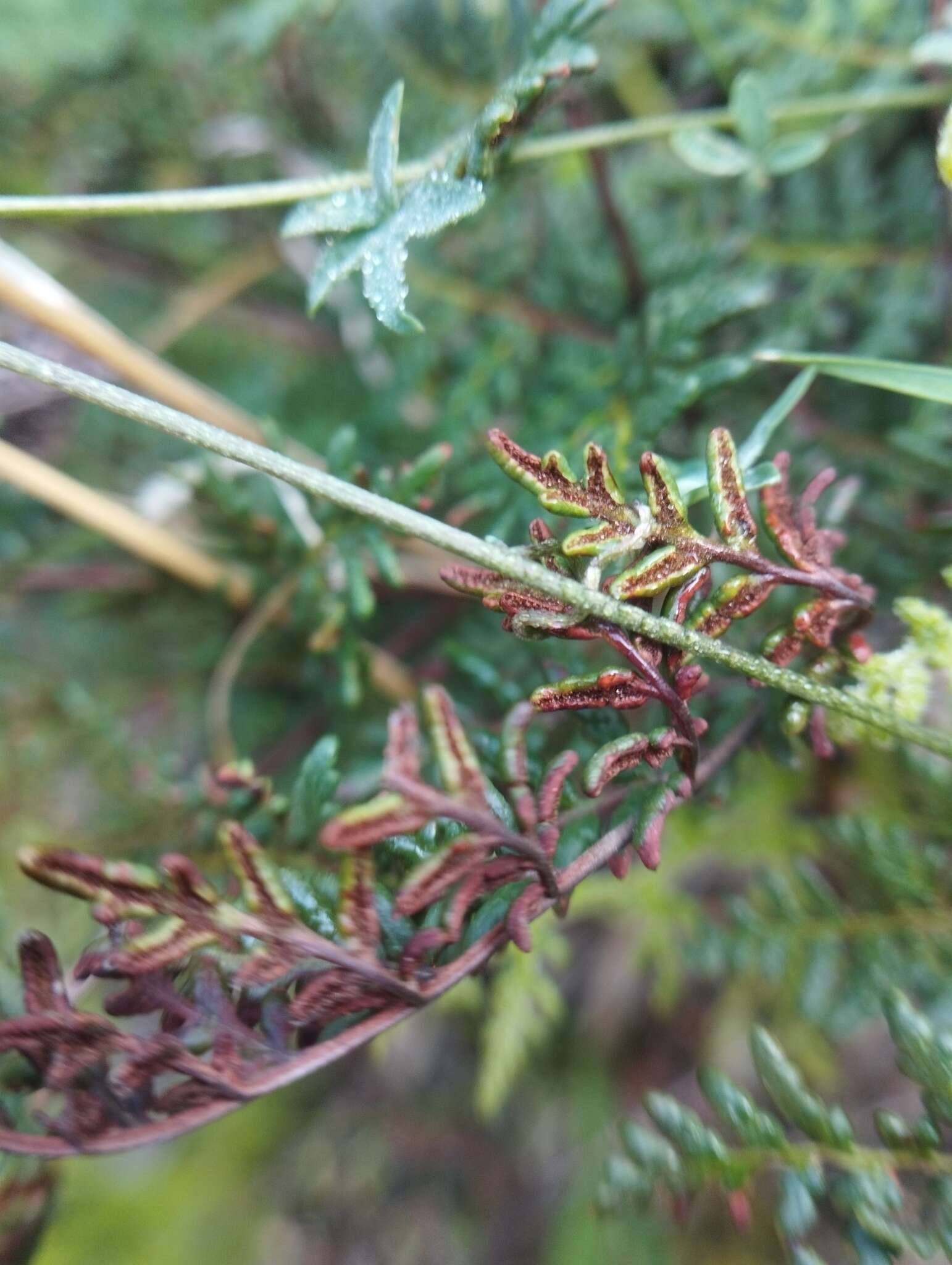 Image of Pellaea glauca (Cav.) J. Sm.