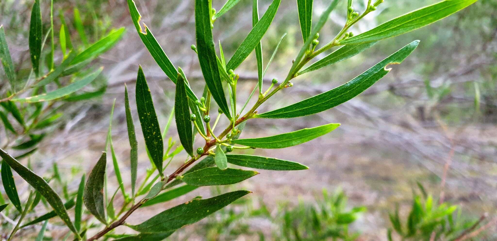 Imagem de Acacia dodonaeifolia (Pers.) Balb.