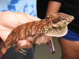 Image of Anolis savagei Poe & Ryan 2017