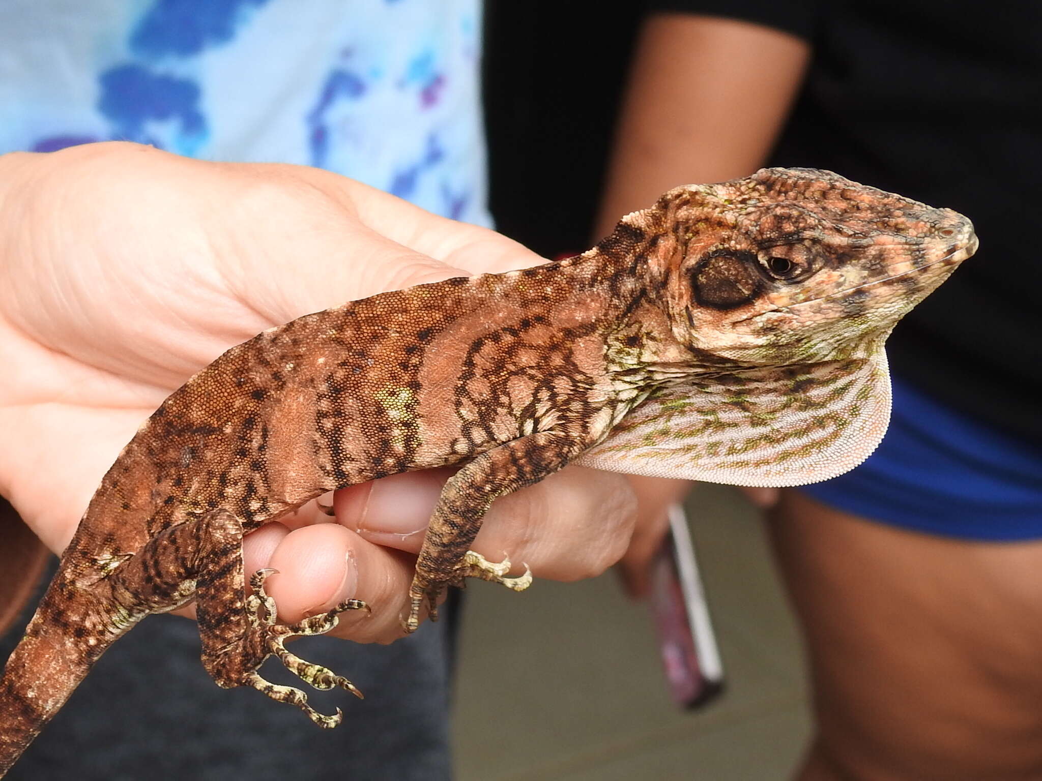 Image of Anolis savagei Poe & Ryan 2017