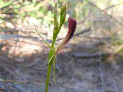 Image of Leafless tongue orchid