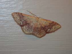 Image of Idaea halmaea Meyrick 1888