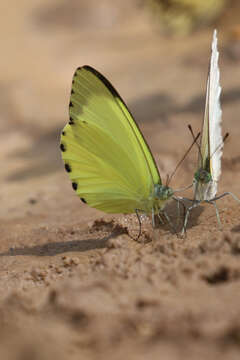 Image of Belenois solilucis Butler 1874