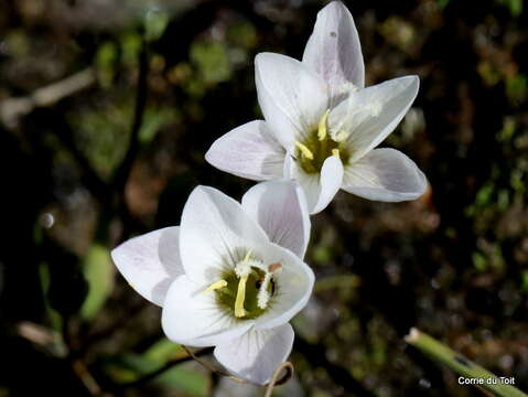 Image of Geissorhiza setacea (Thunb.) Ker Gawl.