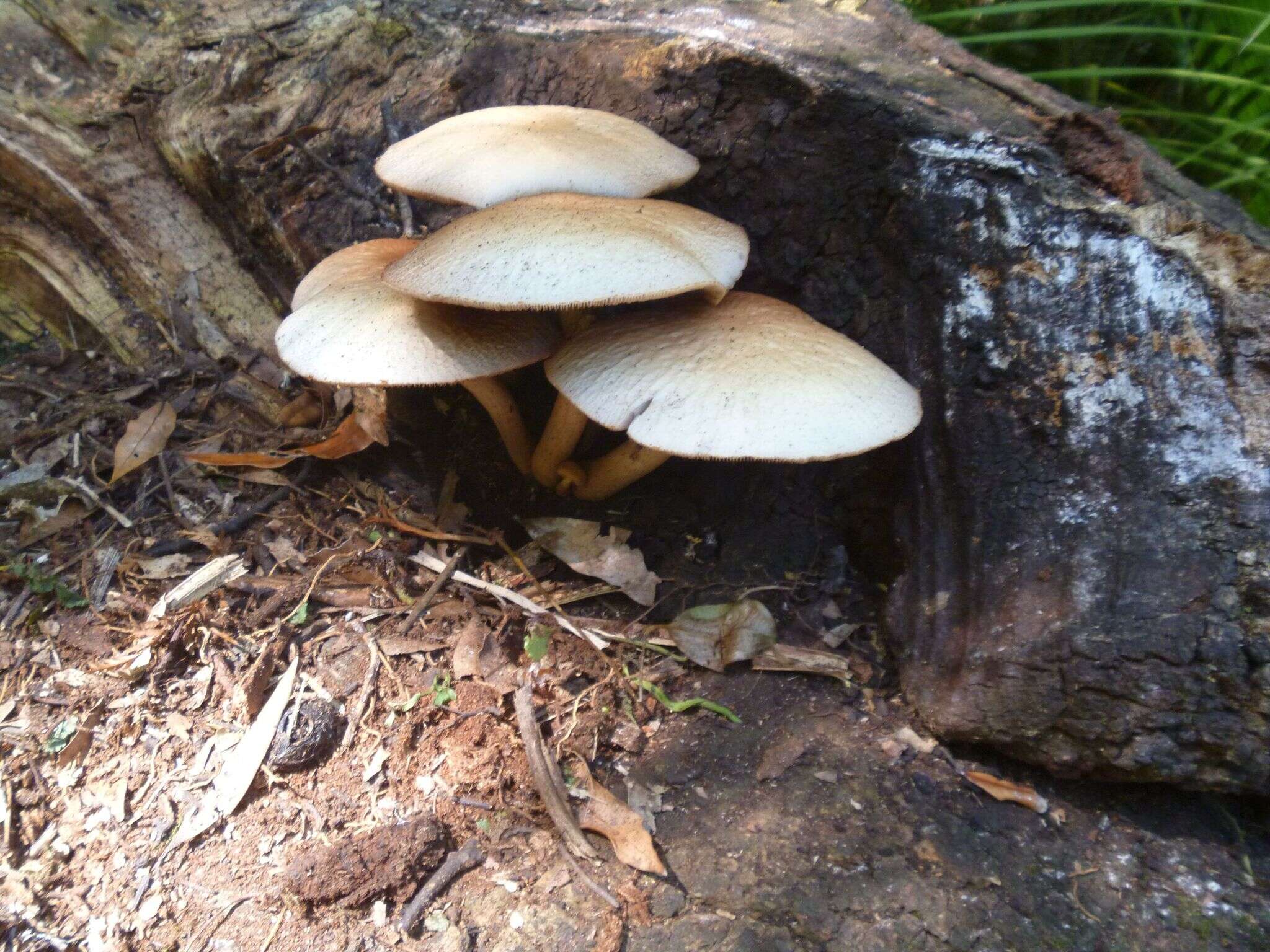 Слика од Cyclocybe parasitica (G. Stev.) Vizzini 2014