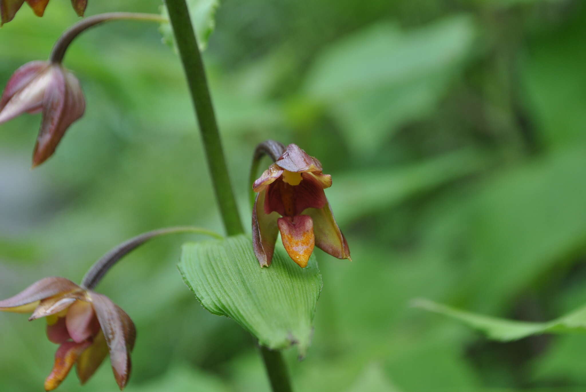 Image of Epipactis mairei Schltr.