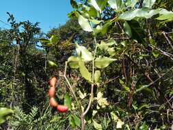 Image de Petchia erythrocarpa (Vatke) A. J. M. Leeuwenberg