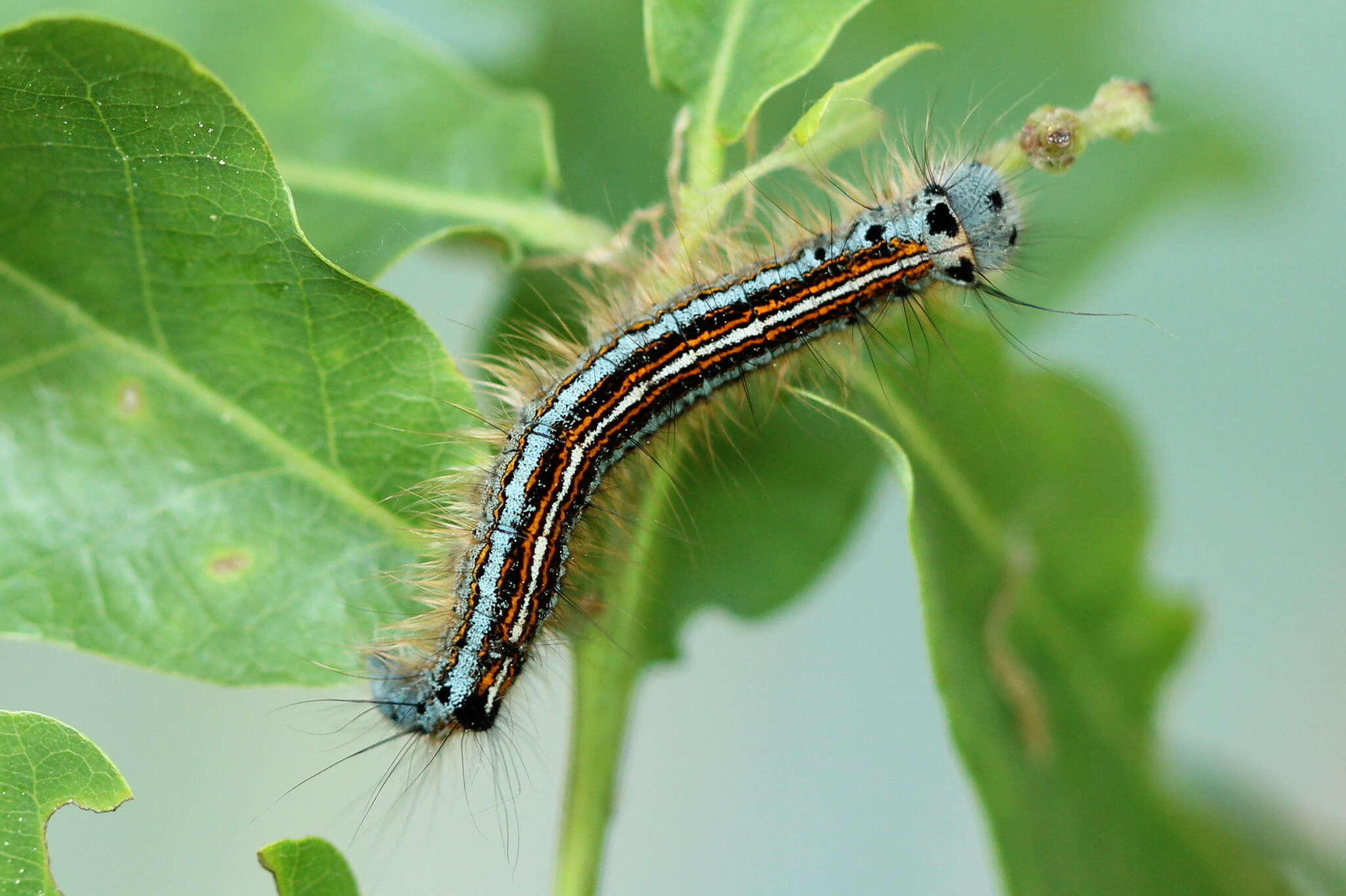 Image of lackey moth