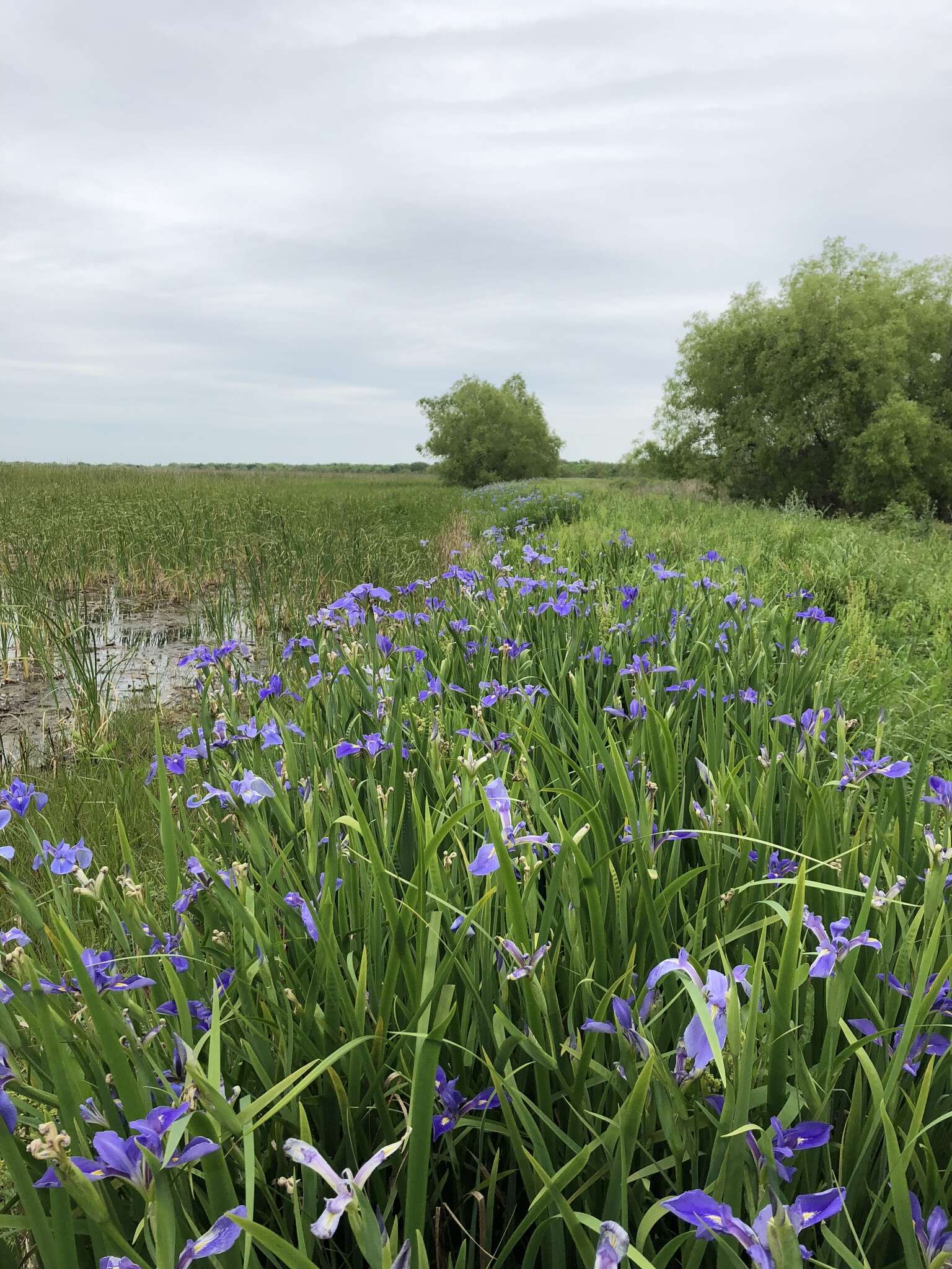 Sivun Iris hexagona Walter kuva