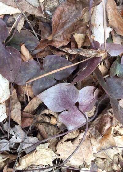 Plancia ëd Hepatica nobilis var. acuta (Pursh) Steyermark