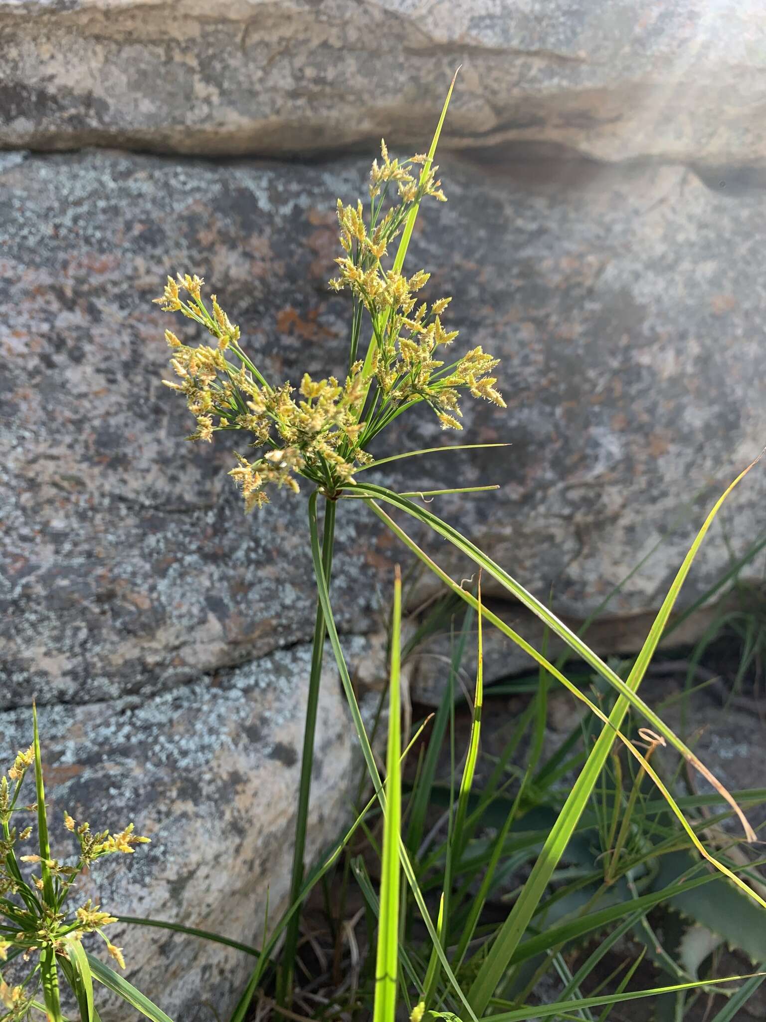 Image of Cyperus leptocladus Kunth