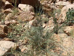 Image of Desert Broom