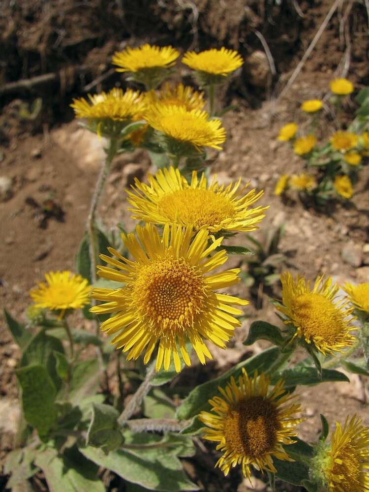 Image of Pentanema helenioides (DC.) D. Gut. Larr., Santos-Vicente, Anderb., E. Rico & M. M. Mart. Ort.