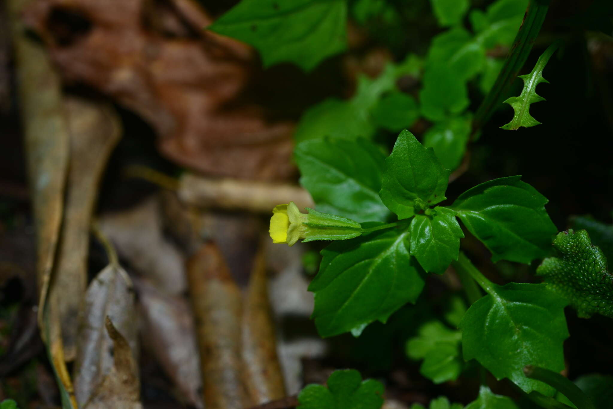 Erythranthe nepalensis (Benth.) G. L. Nesom resmi