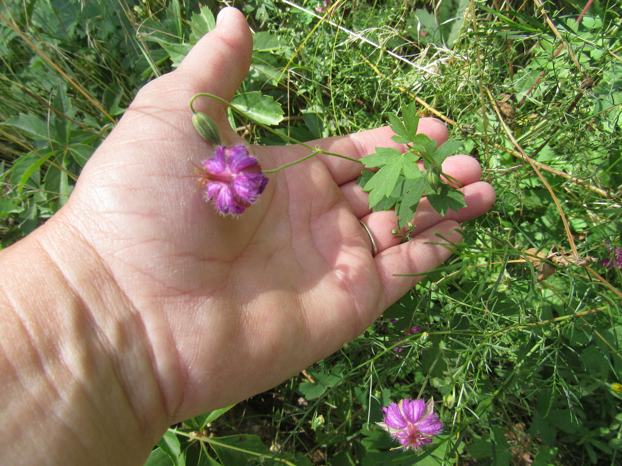 Image of pineywoods geranium