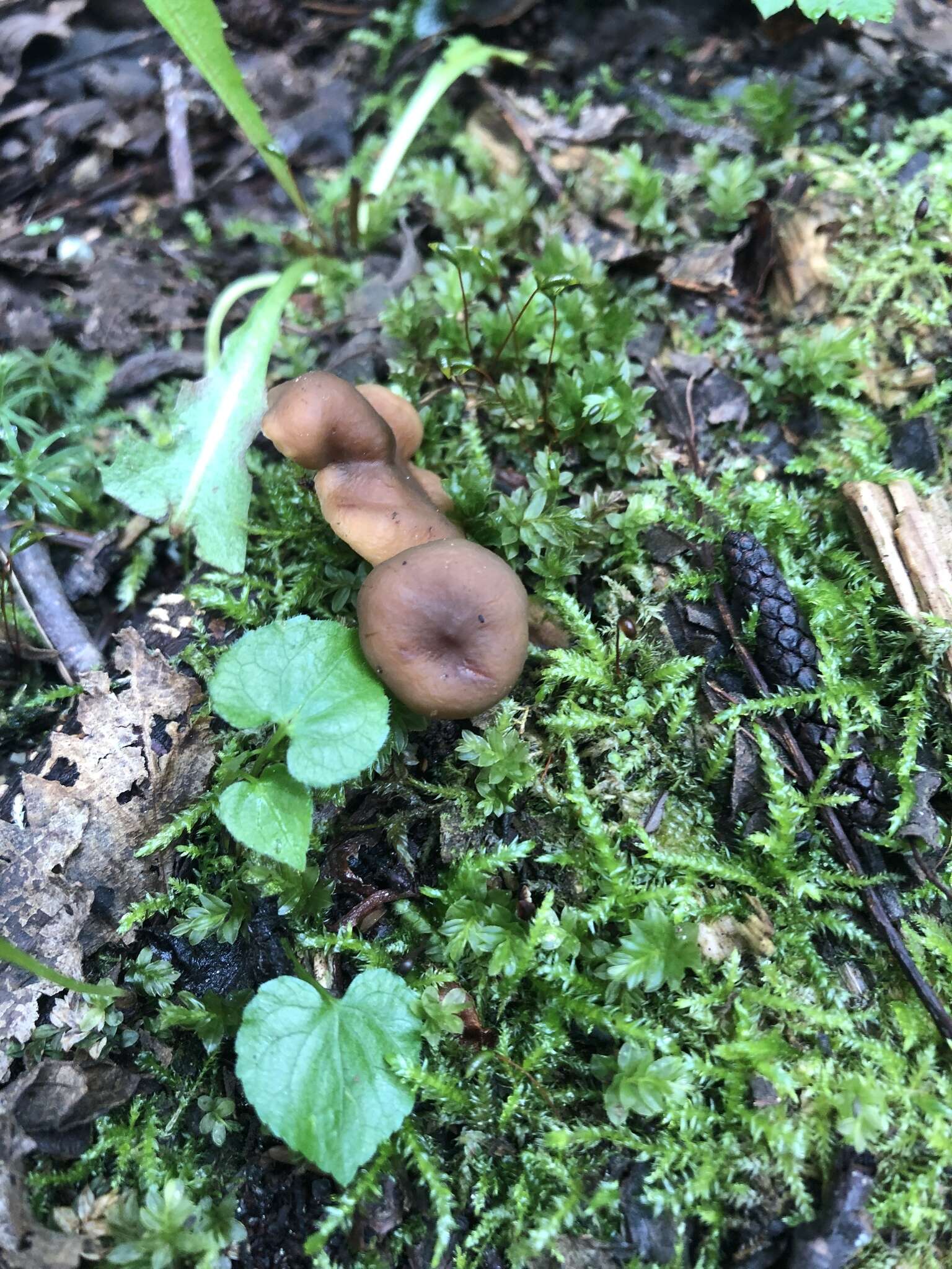 Imagem de Lactarius occidentalis A. H. Sm. 1960