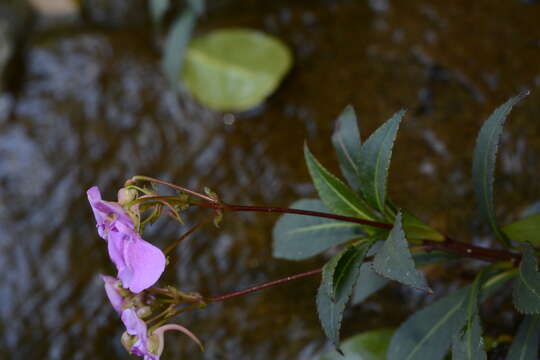 Image of Impatiens tangachee Bedd.