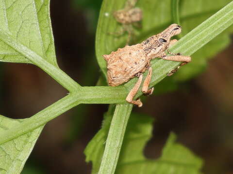 Image of Leptopius orthodoxus (Lea 1906)