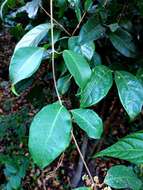 Image of Genianthus laurifolius (Roxb.) Hook. fil.