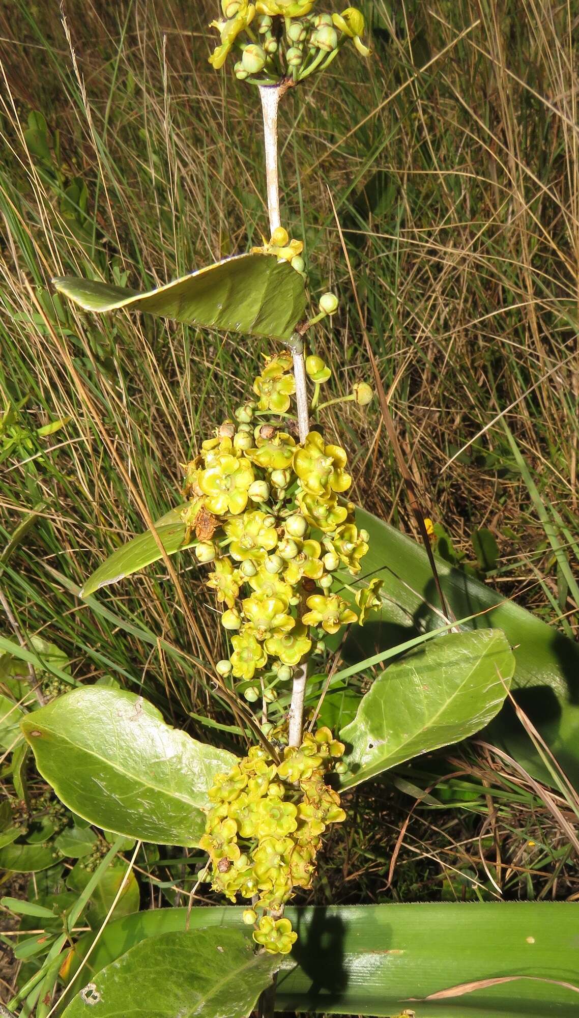 Image of Salacia kraussii (Harv.) Harv.