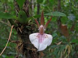 Image de Zygosepalum labiosum (Rich.) C. Schweinf.