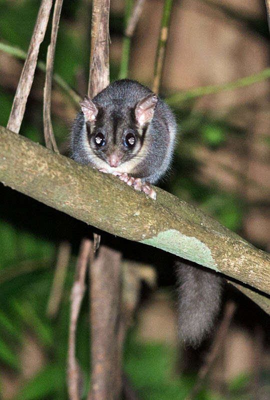 Image of Leadbeater's possum