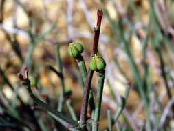 Plancia ëd Euphorbia tenax Burch.