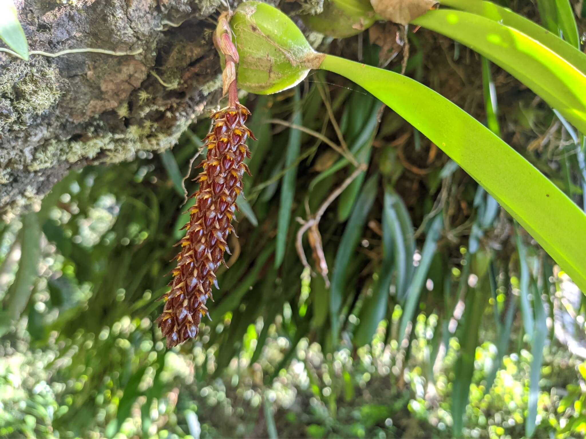 Imagem de Bulbophyllum careyanum (Hook.) Spreng.