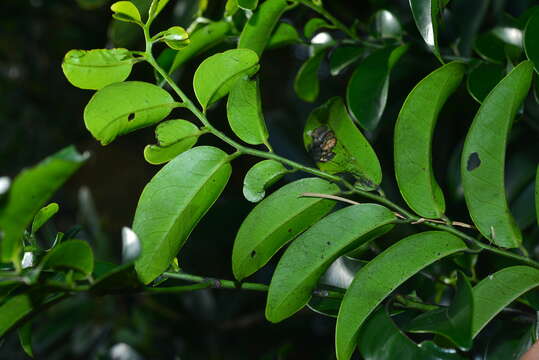 Diospyros kotoensis T. Yamaz.的圖片