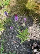 Image of Primula vialii Delavay ex Franch.