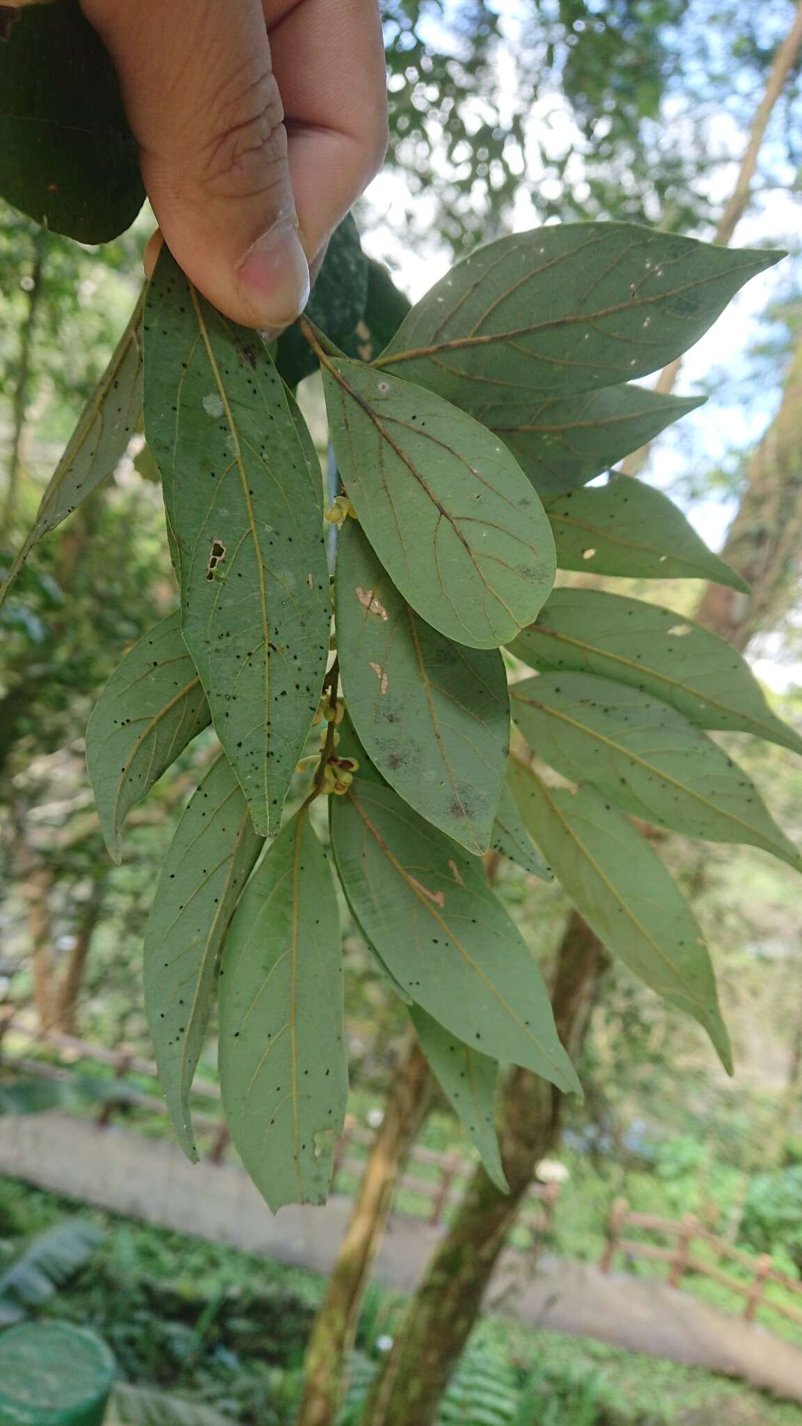 Image of Lindera communis Hemsl.