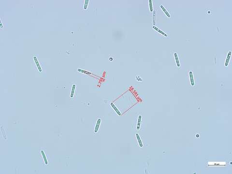 Image of Tolypocladium capitatum (Holmsk.) Quandt, Kepler & Spatafora 2014