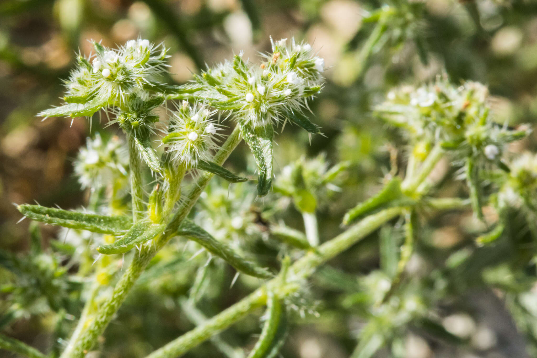 Plancia ëd Cryptantha maritima (Greene) Greene