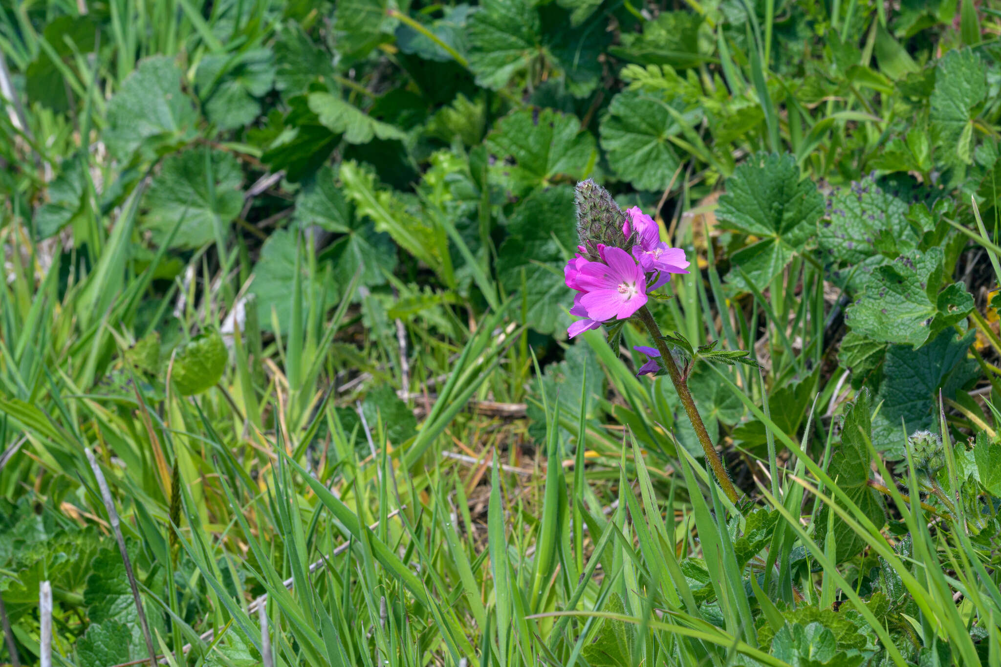 Слика од Sidalcea hirtipes C. L. Hitchcock