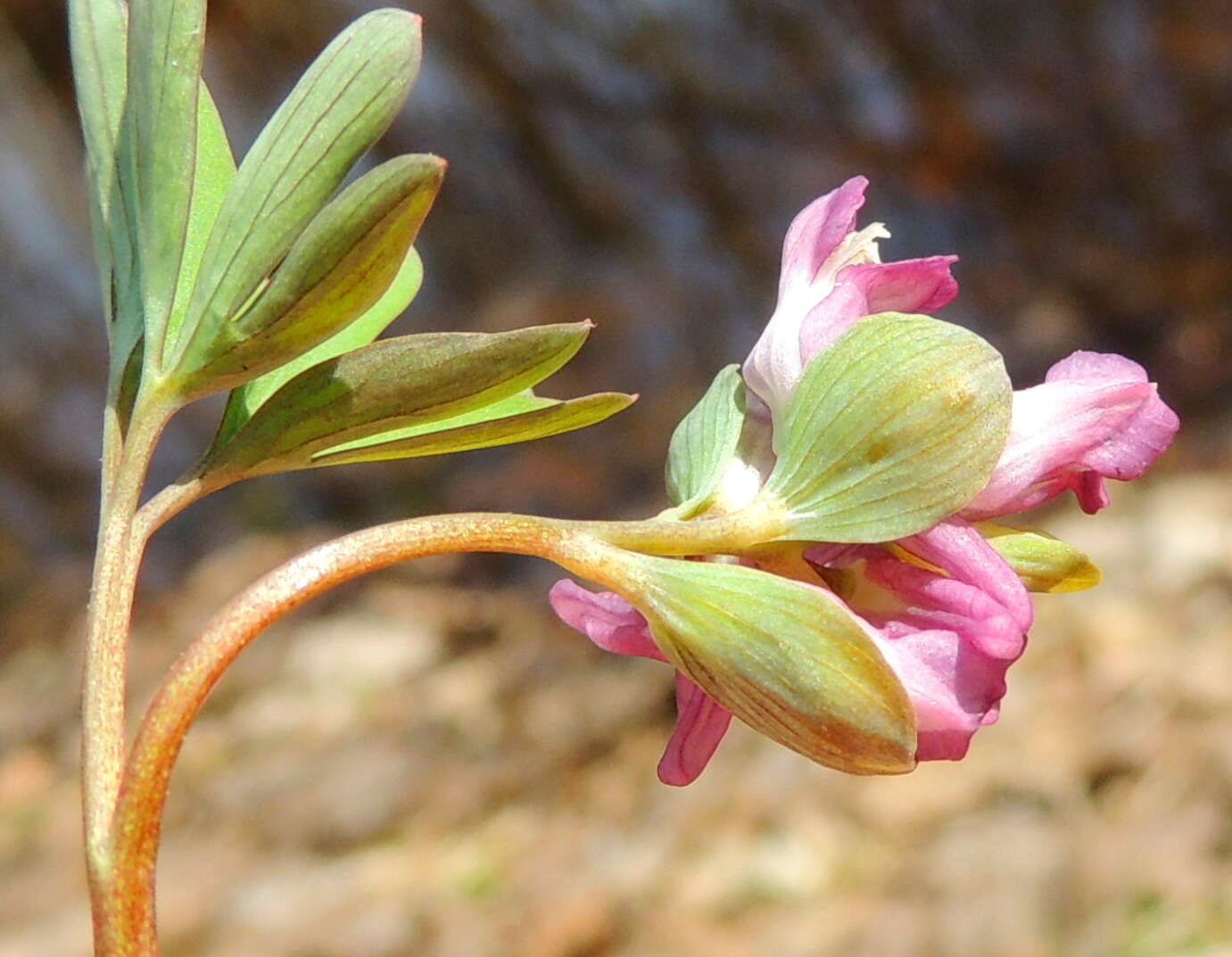 Image de Corydalis intermedia (L.) Merat