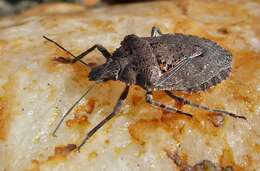 Image of Four-humped Stink Bug