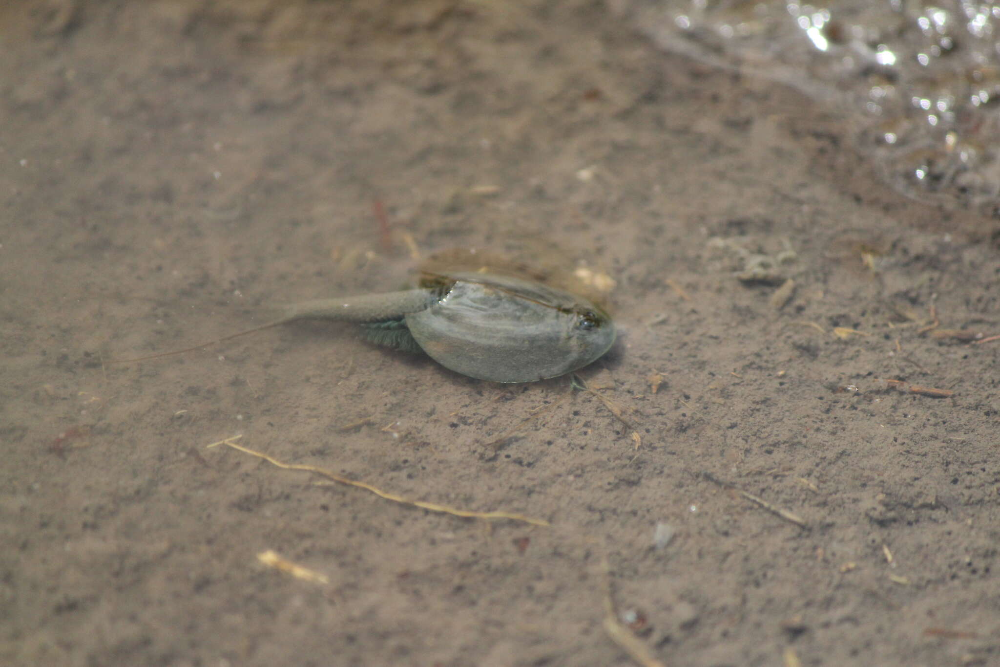 Sivun Triops longicaudatus (Le Conte 1846) kuva