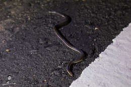 Image of Red-headed Reed Snake