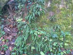 Image of maidenhair spleenwort