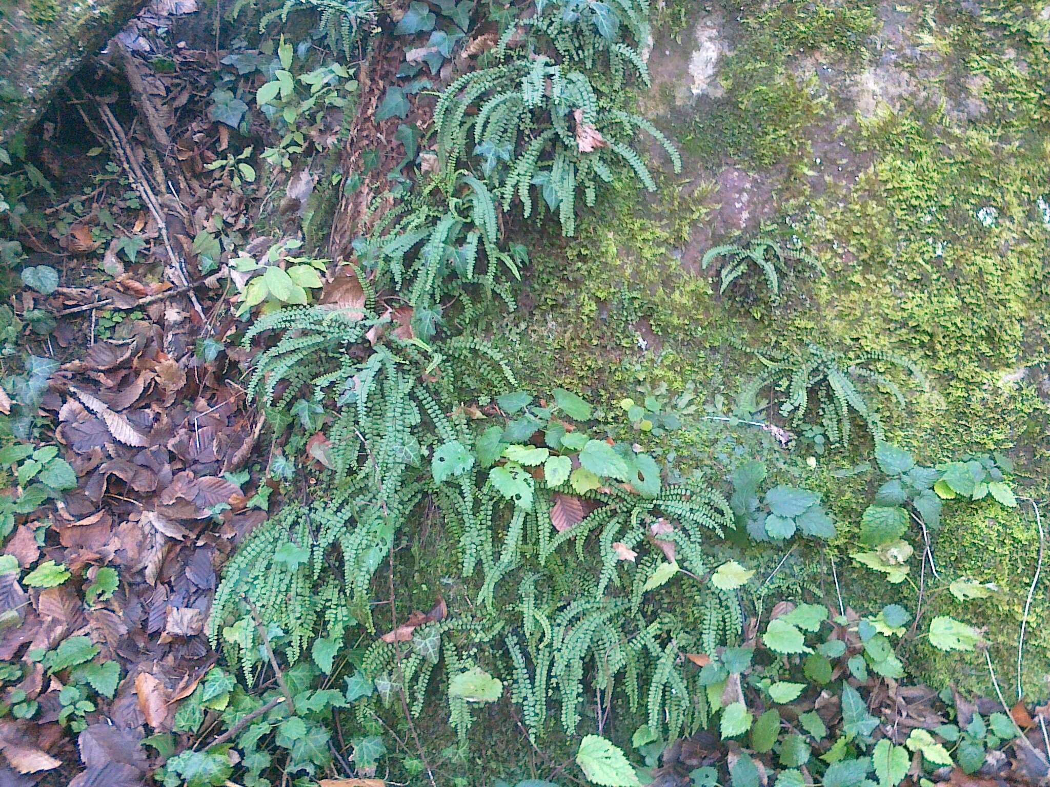 Imagem de Asplenium trichomanes subsp. quadrivalens D. E. Meyer