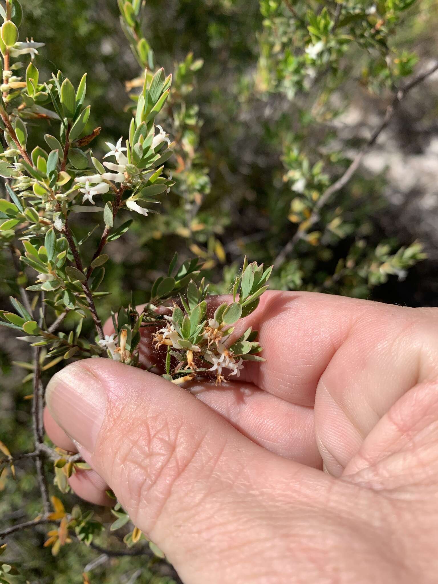 Imagem de Brachyloma daphnoides subsp. daphnoides