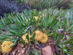 Image de Leucospermum hypophyllocarpodendron subsp. hypophyllocarpodendron